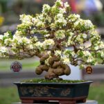 Bonsai Trees With White Flowers