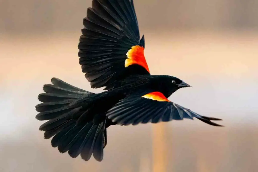 Red-winged blackbird flying