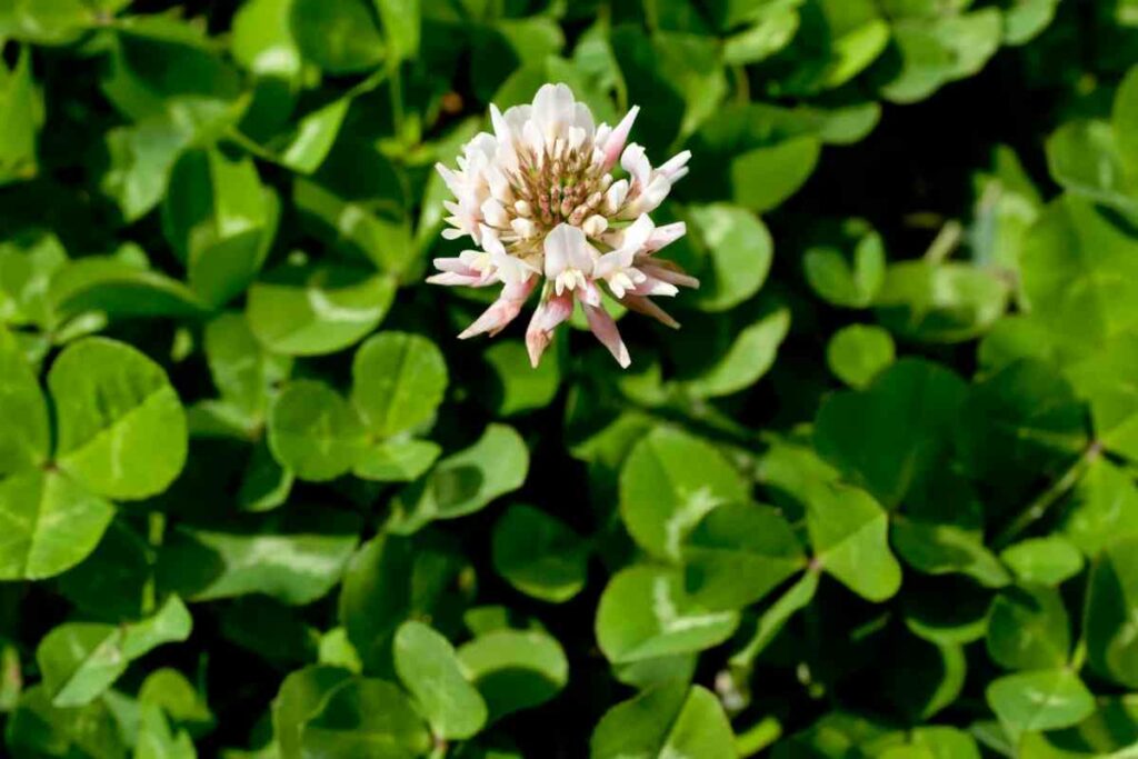 Kill clover with plastic