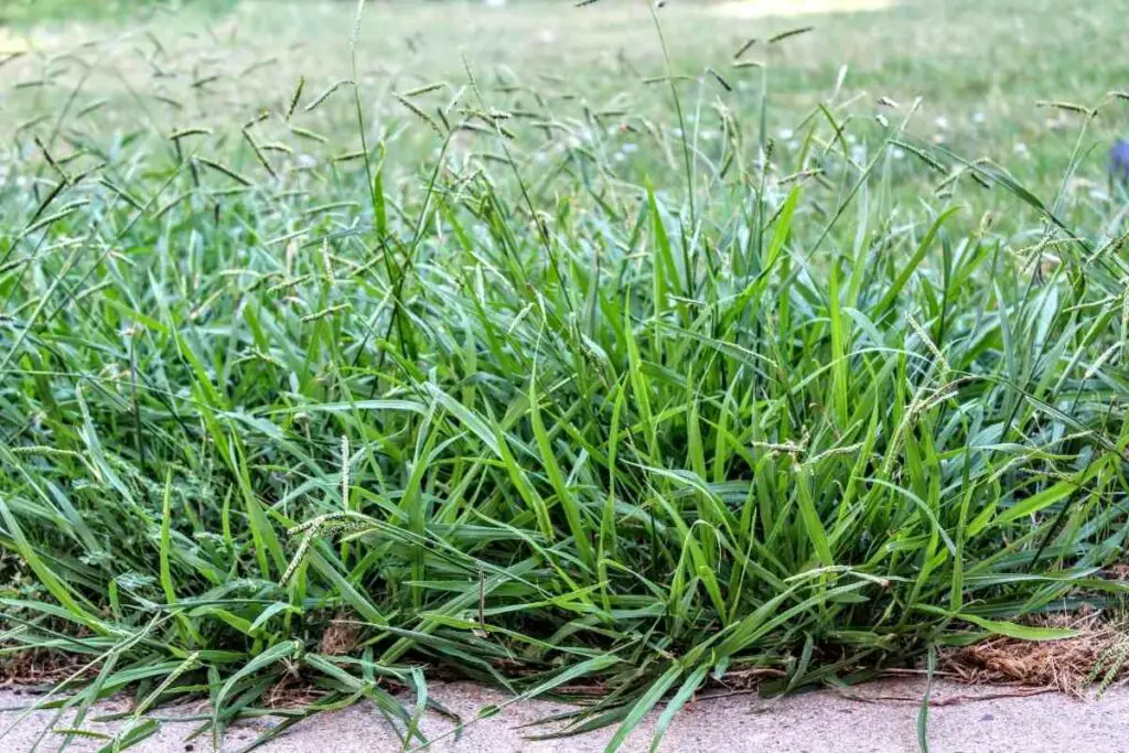 Grassy Weeds Crabgrass
