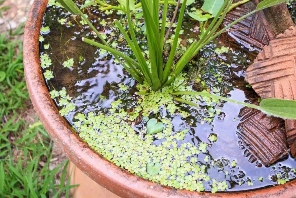 Can I DIY a Mini Pond? 