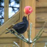 Do Blackbirds Return to the Same Garden?