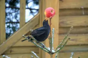 Do Blackbirds Return to the Same Garden?