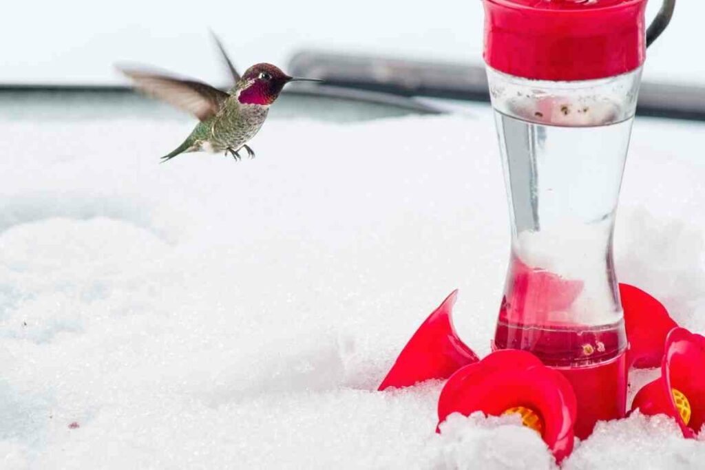 Feeding Hummingbirds winter time