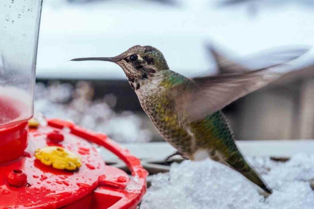 Feeding Hummingbirds in Winter