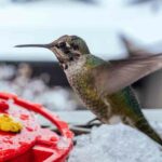 Feeding Hummingbirds in Winter
