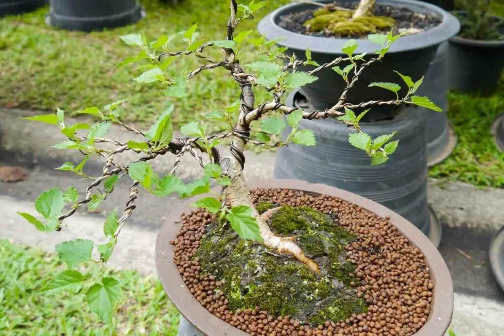 Growing a Bonsai Tree From a Seed
