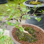 Growing a Bonsai Tree From a Seed
