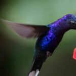 Best Heated Hummingbird Feeders guide