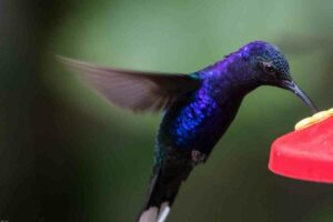 Best Heated Hummingbird Feeders guide