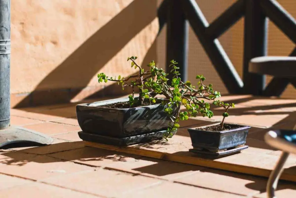 Grow a bonsai tree from seeds