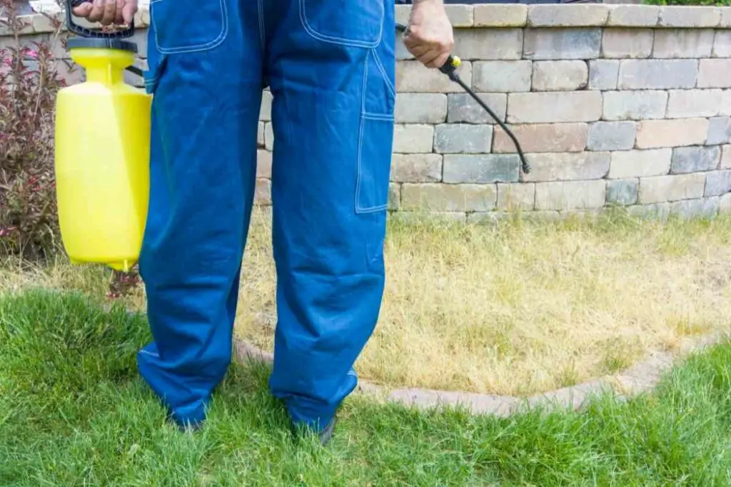 How Long Does It Take for Weeds to Die After Spraying?