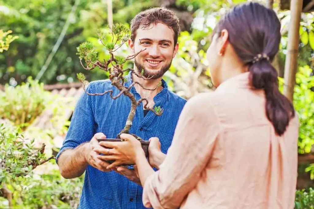 How Often Do You Water a Bonsai Tree?