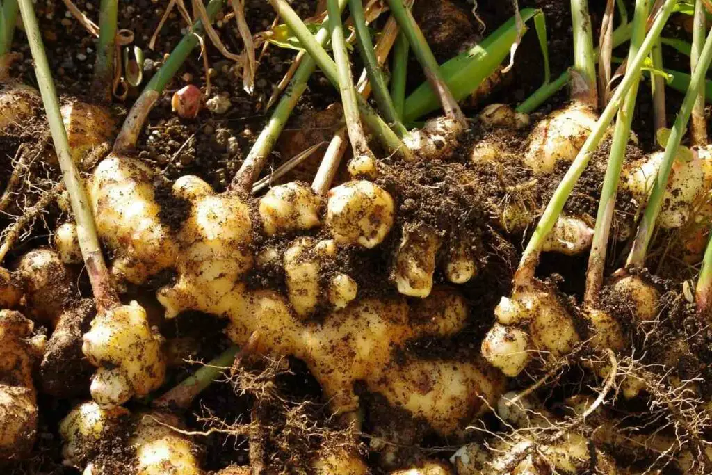 How to compost ginger tips