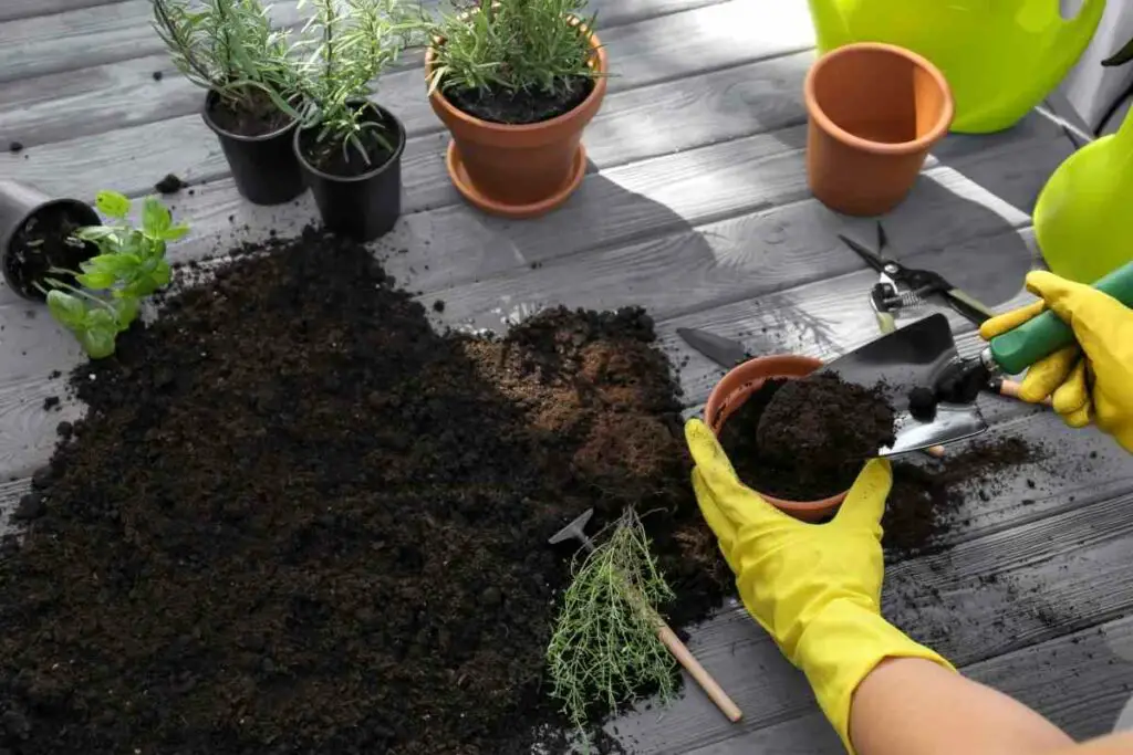 How To Put Manure in Potted Plants