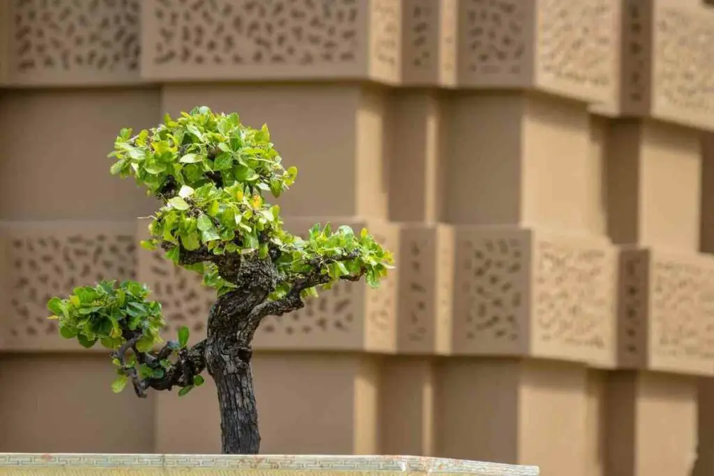 How to water bonsai tree methods