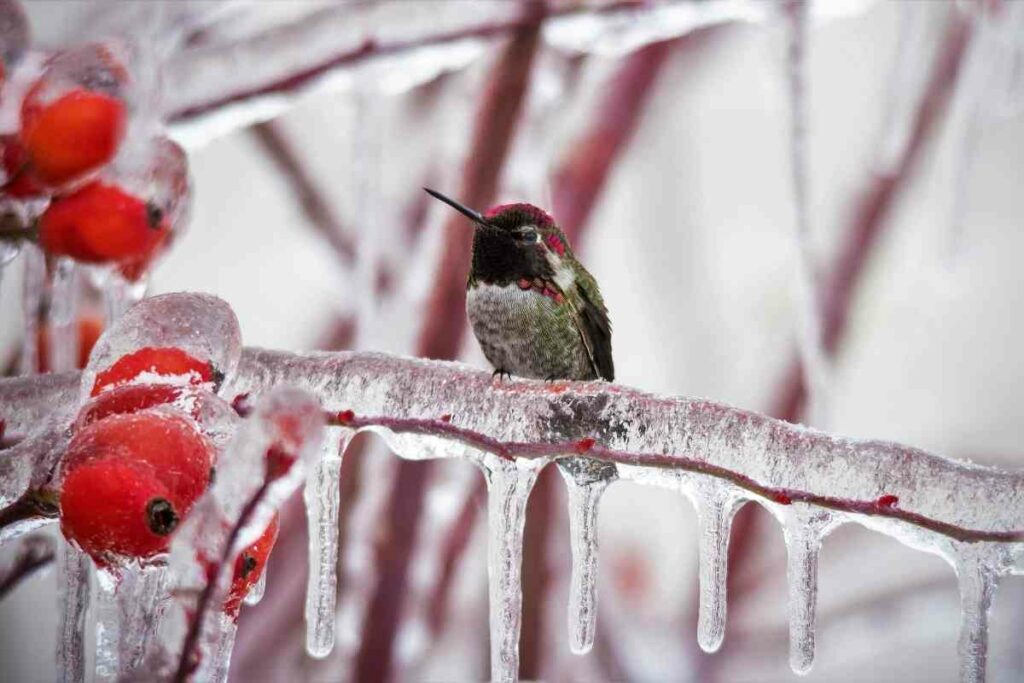 Hummingbirds in Winter survival