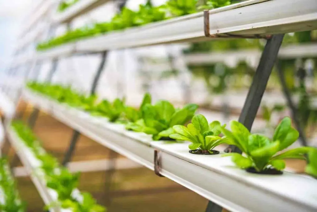 Hydroponics plants do grow quick