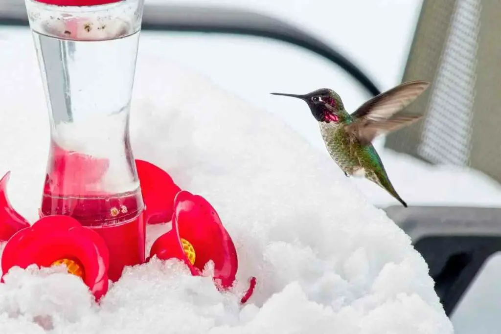 Insulate hummingbird feeder in winter