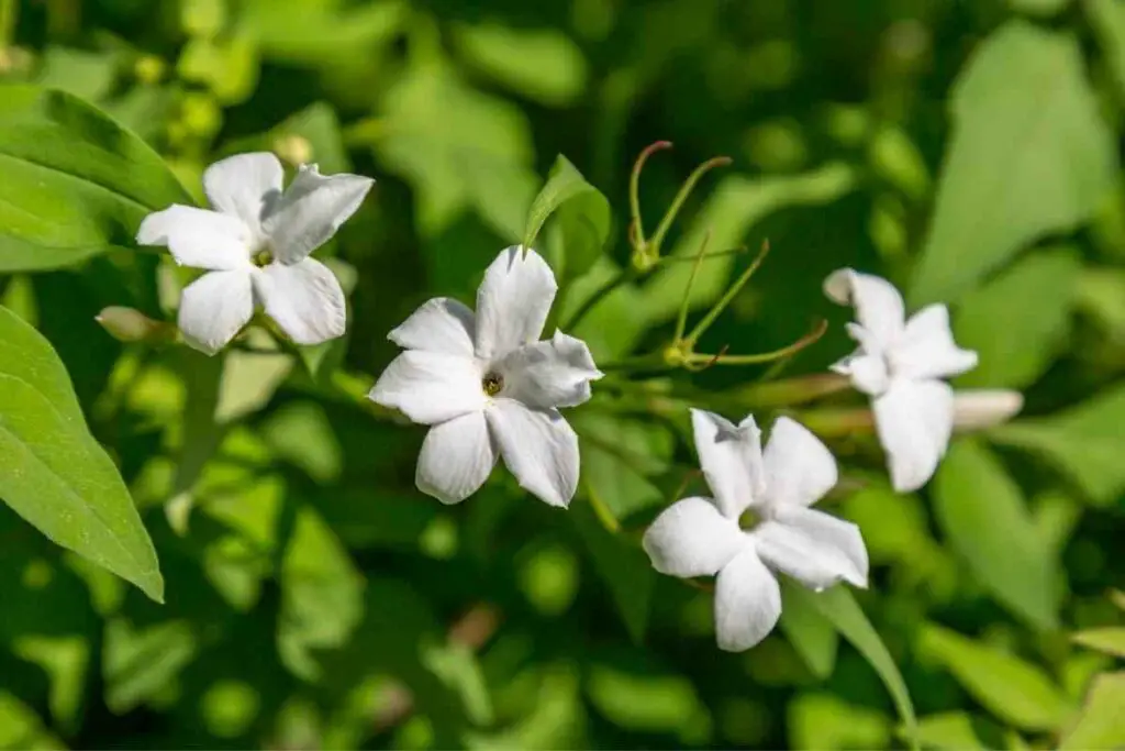 Jasmine Bonsai Trees flowers