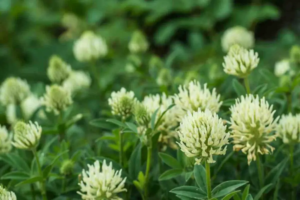 Get rid of Clover flowers