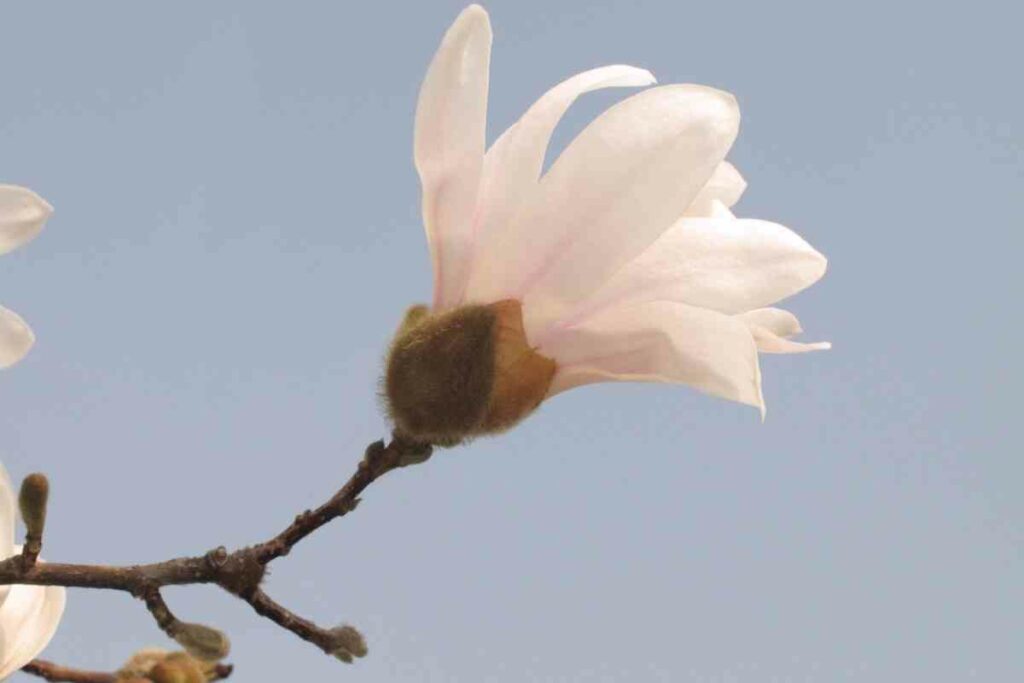 Magnolia Bonsai Tree flowering white