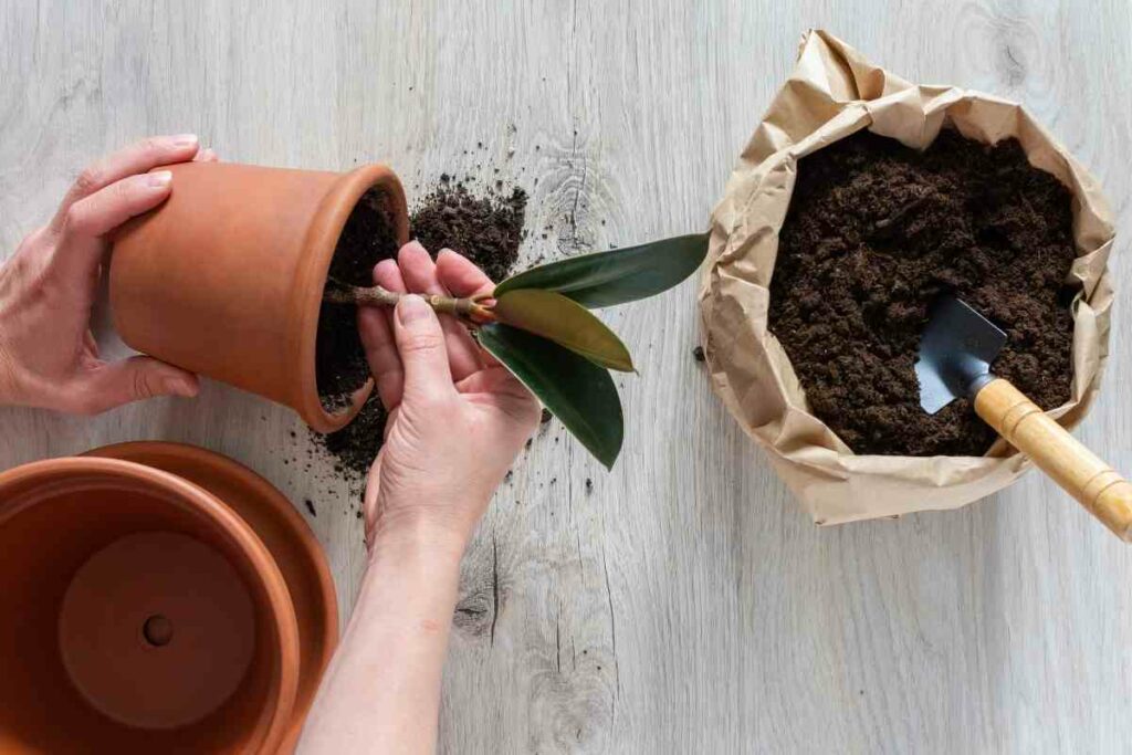 The benefits of manure in potted plants listed