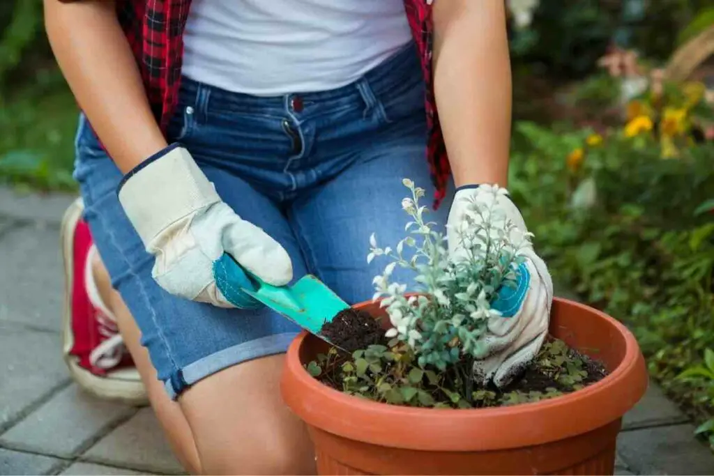 Mixing manure with potting soil explained