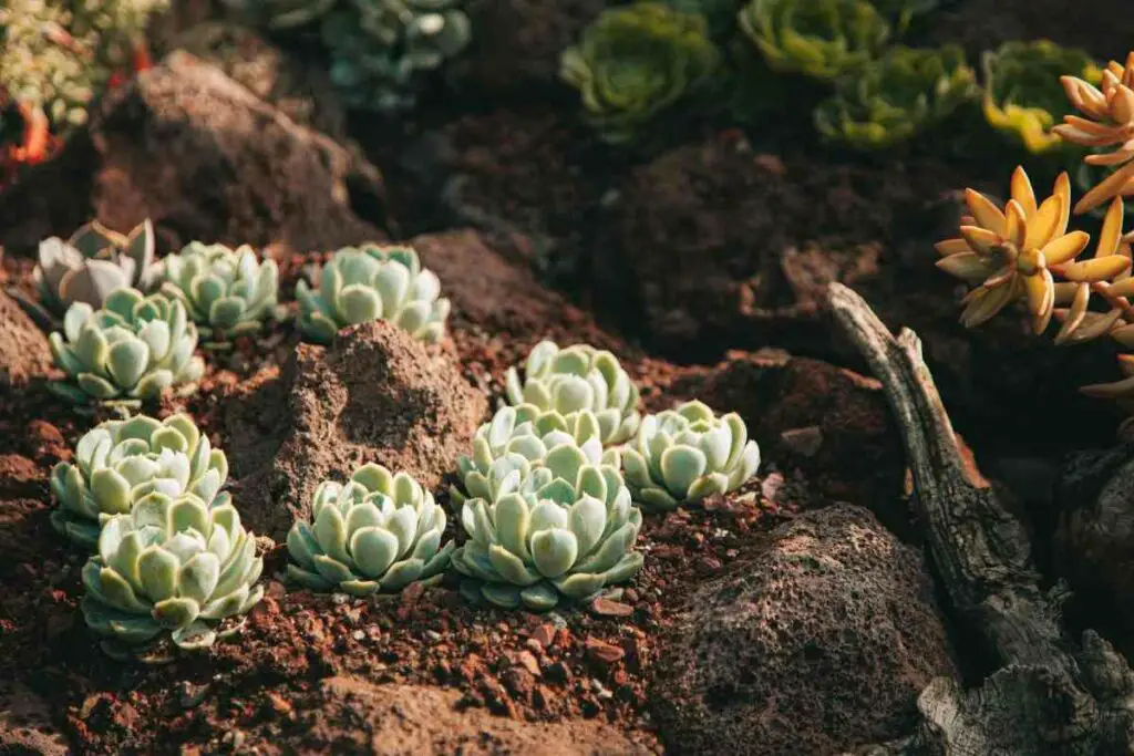 Mixing soil for succulents guide