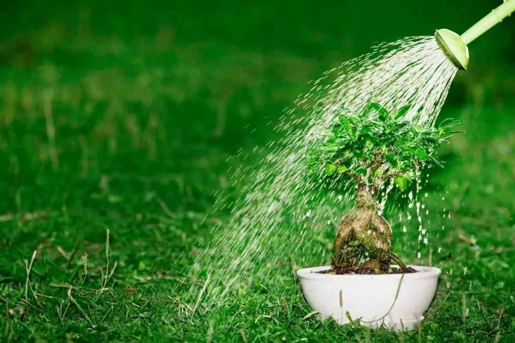 Overwatering bonsai tree avoid