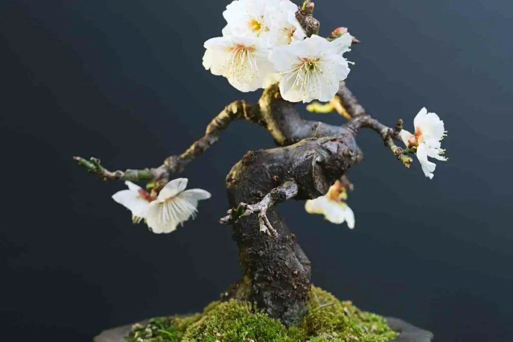 Prunus Mumes Bonsai Tree flowering