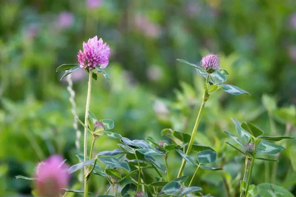 Pulling out clover plant