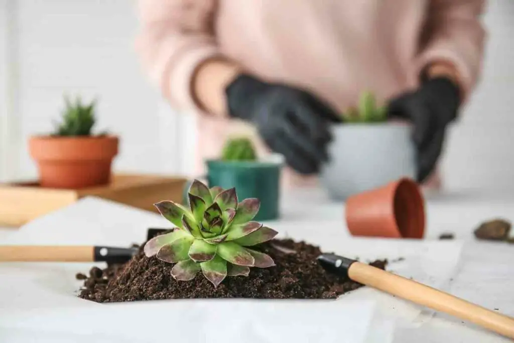 What Nutrients Do Succulents Need?  