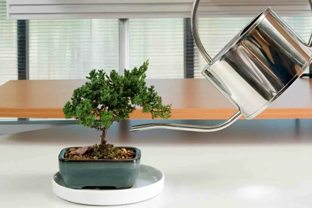 Underwatering bonsai tree avoid