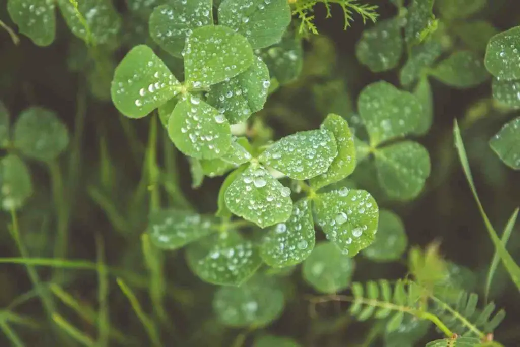 Apply a Vinegar Solution for clover
