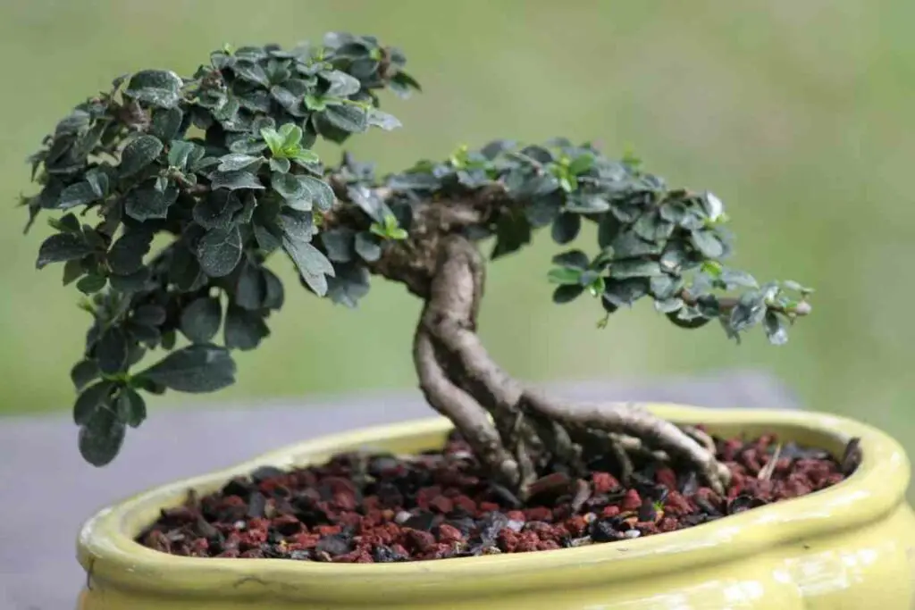 Watering bonsai tree tips