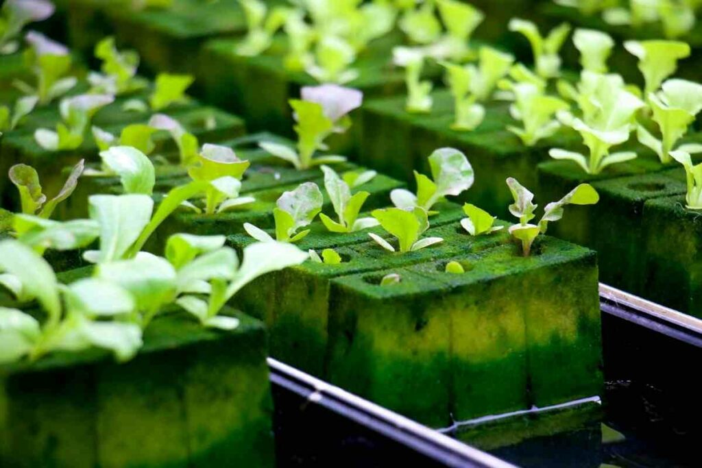Why Do Hydroponic Plants Grow Faster? 