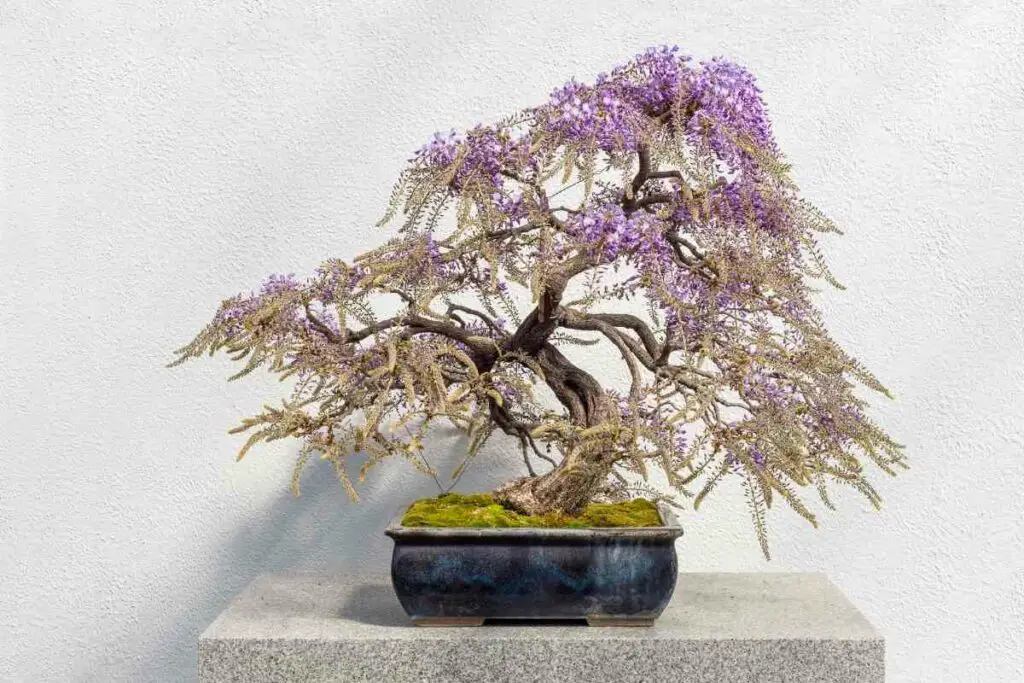 Wisteria Bonsai tree flowers white pink