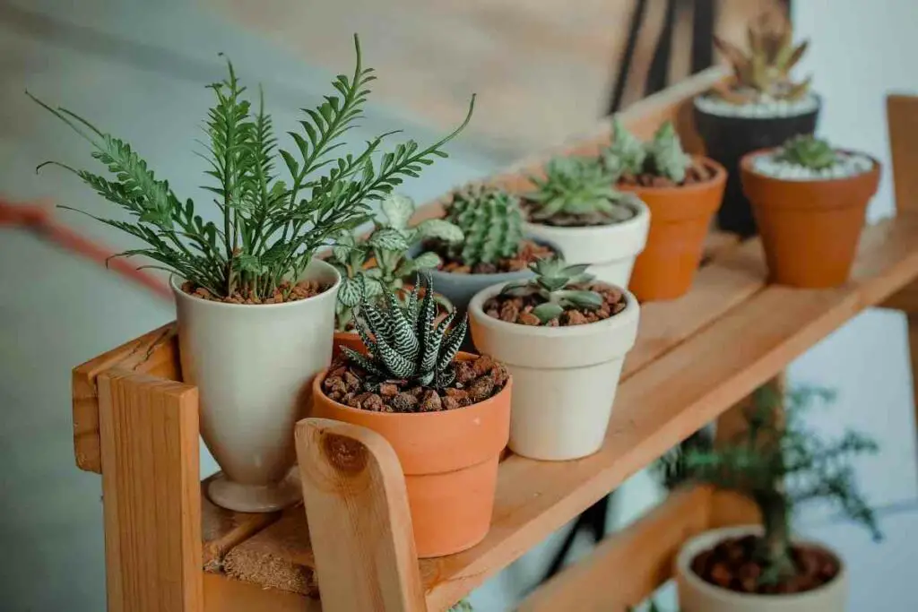 Why Add Top Dressing to Potted Plants?