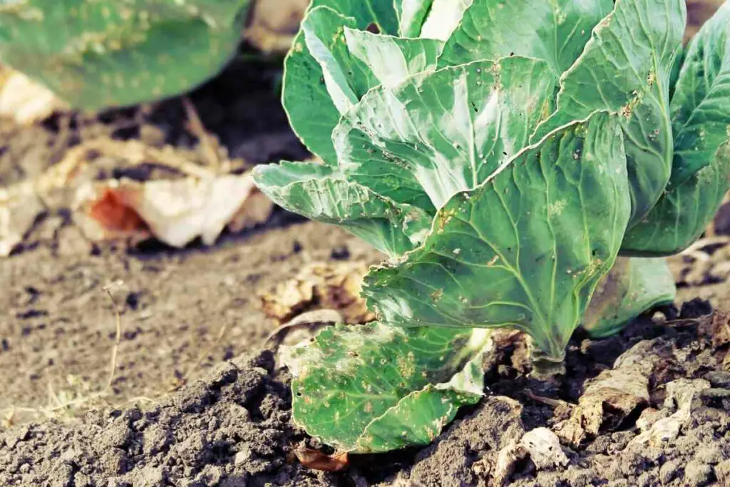 Cabbage and peppers don't plant together