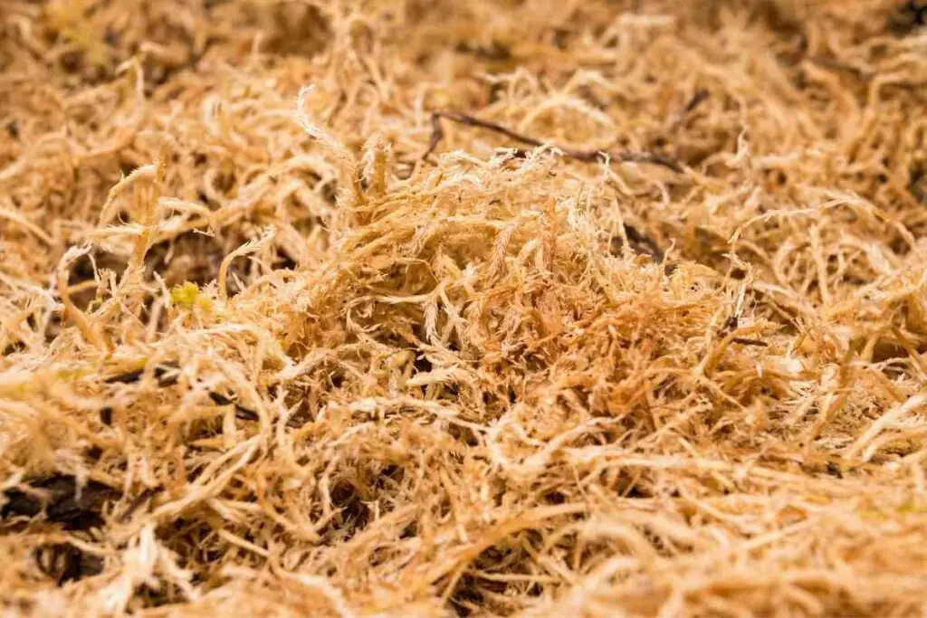 You can grow dried sphagnum moss!