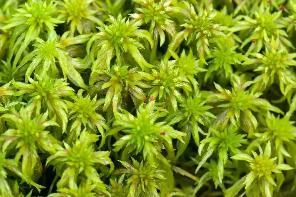 Growing sphagnum moss grow underwater