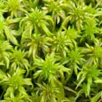 Growing sphagnum moss grow underwater