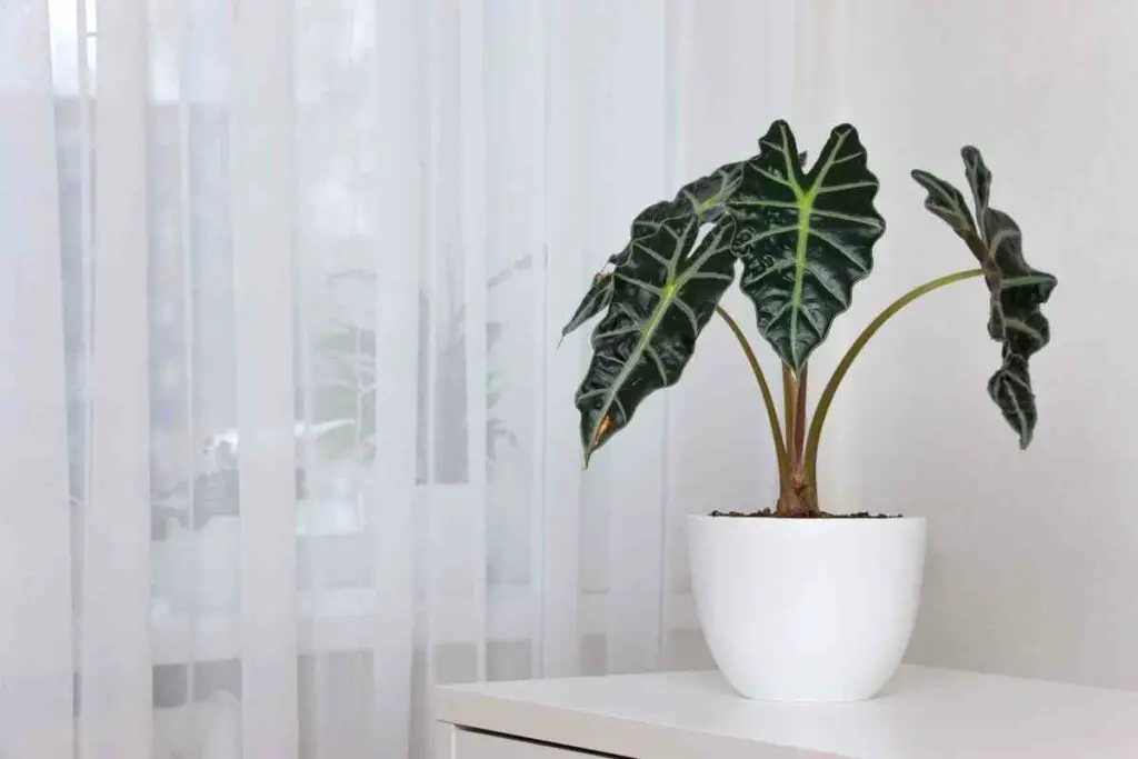 Alocasia Polly caring guide