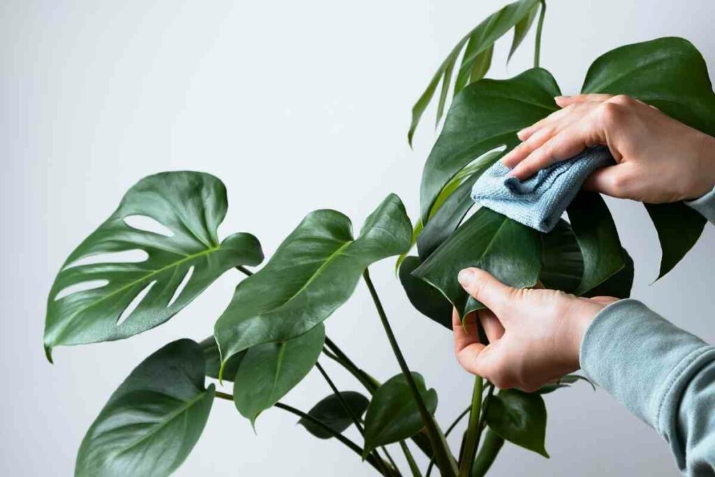 Cleaning Monstera leaves