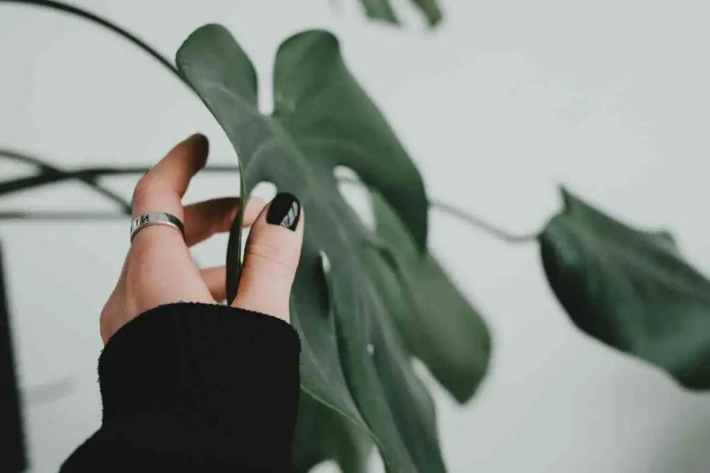 Monstera leaves grow back