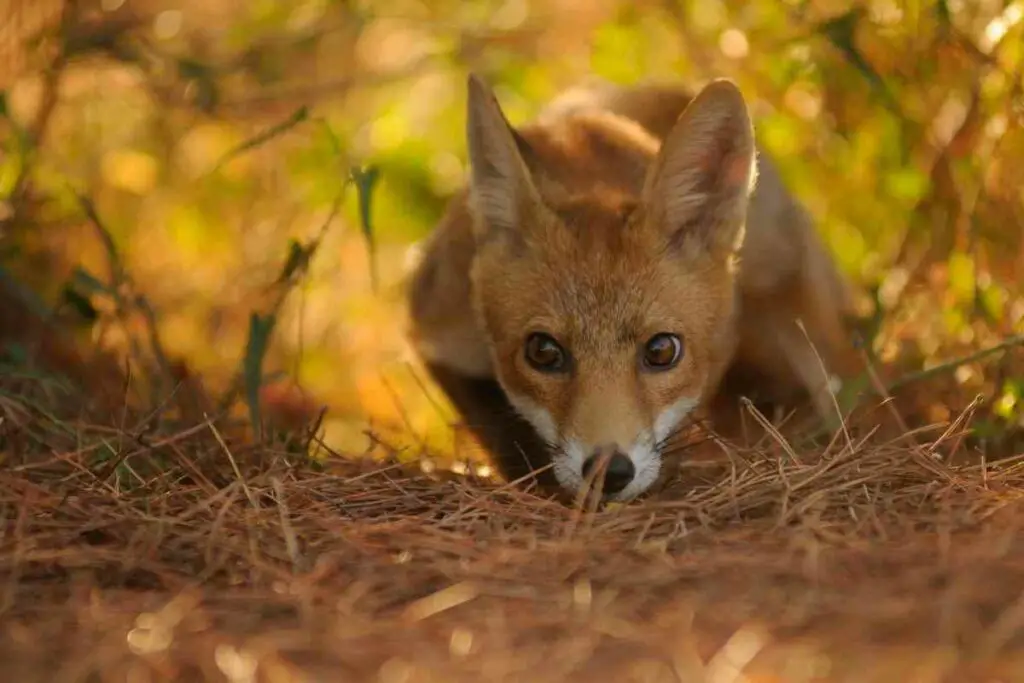 Signs of a fox attack