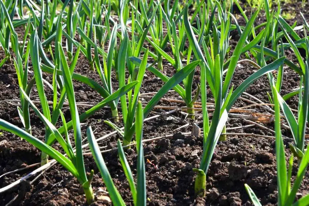 Don't plant garlic onions and beans together