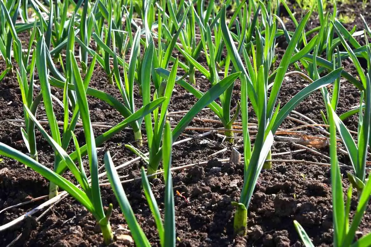 How Do Vegetables Reproduce?