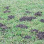 How To Get Rid of Moles Without Using Chemicals